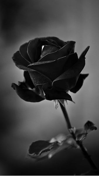 Black rose, flower, rose, HD phone wallpaper