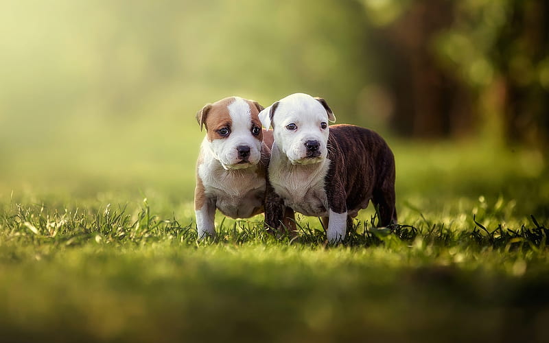 American Pit Bull Terrier Puppies, puppies, pit bull, american, dogs, terrier, HD wallpaper