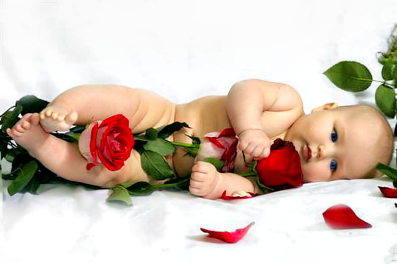 Roses for You, love, bonito, roses, purity, baby, HD wallpaper