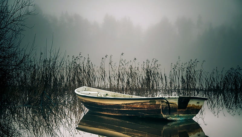 old rowboat floating on a foggy lake, rowboat, reeds, trees, lake, fog, HD wallpaper