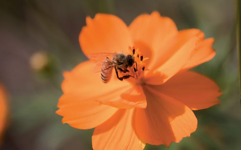 A bee on an orange flower 06, HD wallpaper