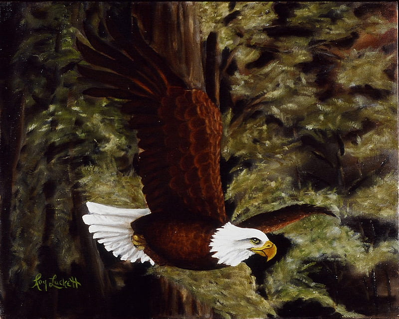 Lake Eagle, wings, bird, flight, span, eyes, trees, HD wallpaper