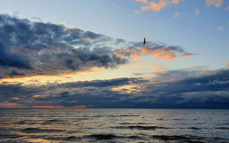 Gull over Sea, Latvia, seagull, clouds, sea, HD wallpaper
