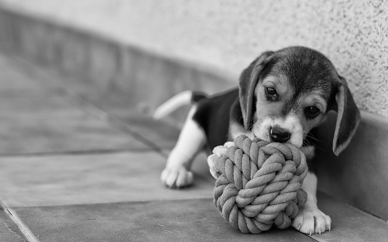 beagle, Dog, Puppy, Baby / and Mobile Background, Beagle Puppies, HD wallpaper