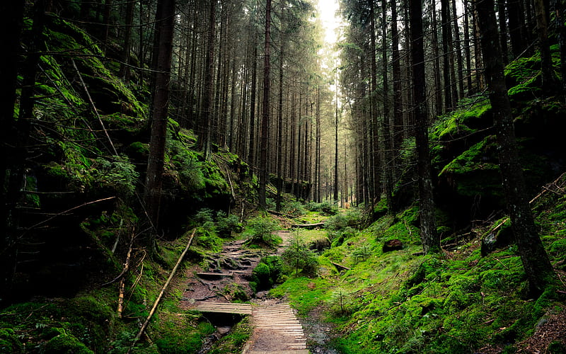 saxon switzerland national park, forest, green, path, foliage, Nature, HD wallpaper