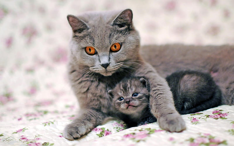 British Shorthair Cat, mother and cub, kitten, domestic cat, family, cats, cute animals, British Shorthair, HD wallpaper