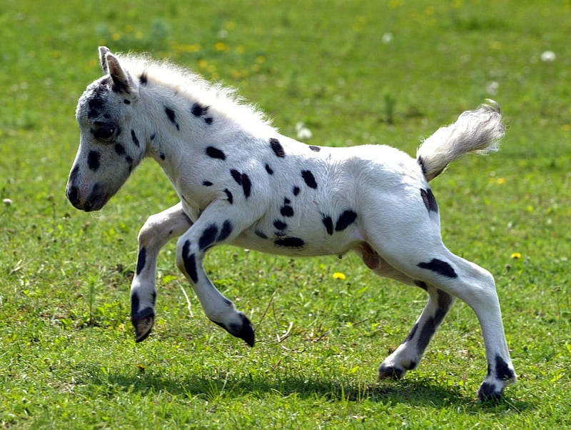 Mini Baby Horse With Spots, Baby, Horse, Black, White, Mini, HD wallpaper