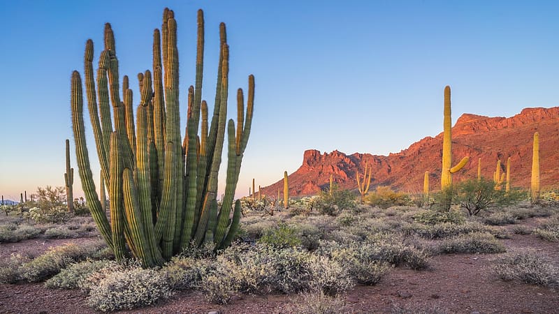 Organ Pipe Cactus National Monument, Arizona, landscape, mountains, cacti, rocks, usa, HD wallpaper