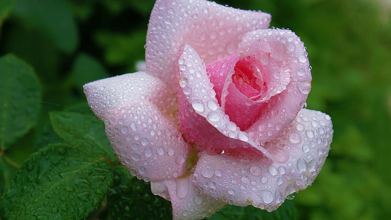 Flowers, Rose, Bud, Petal, Pink Flower, Pink Rose, Water Drop, HD