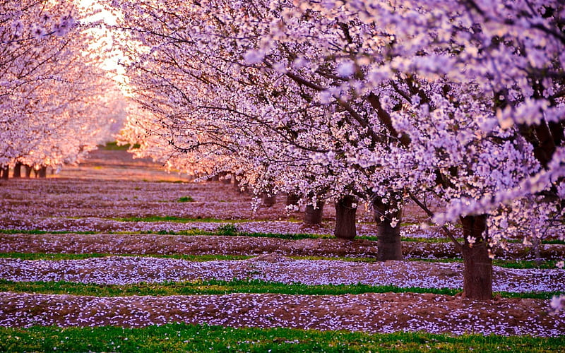 cherry, spring, trees, blossom, pink flowers, sunset, HD wallpaper