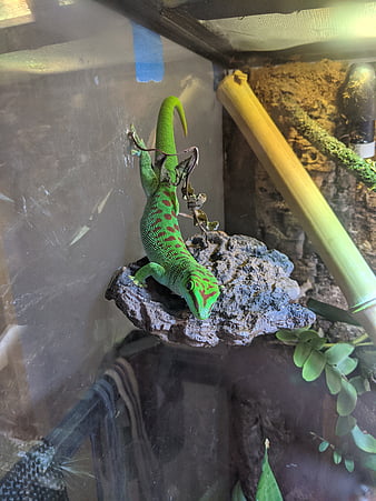Lizard hawaii leaping Tropical Gardening: