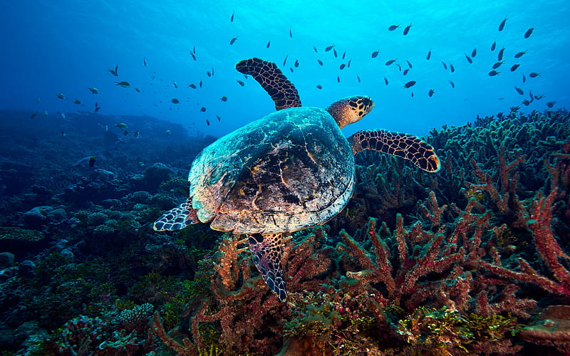 turtle under water, underwater world, coral, fish, turtle, diving, HD wallpaper