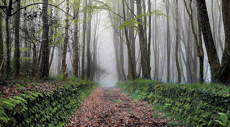 Path, Trees, Forest, Fog, Spring Ultra, Nature, Forests, Spring, Flowers, Trees, Forest, Mist, Road, Moss, Rocks, HD wallpaper