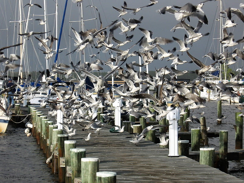 Sea Gull Cloud, Sea Gulls, North Carolina, Dowry Creek, Birds, HD wallpaper