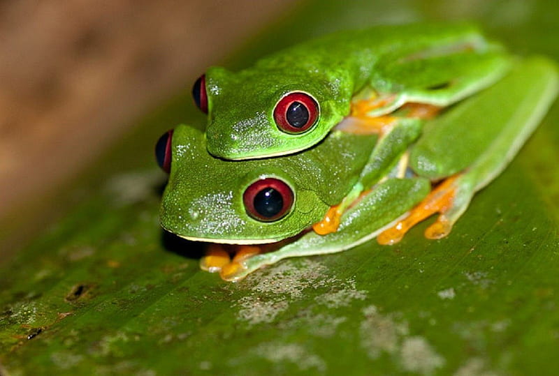 PAIR OF RED EYED TREE FROGS, frogs, mating, green, pair, HD wallpaper