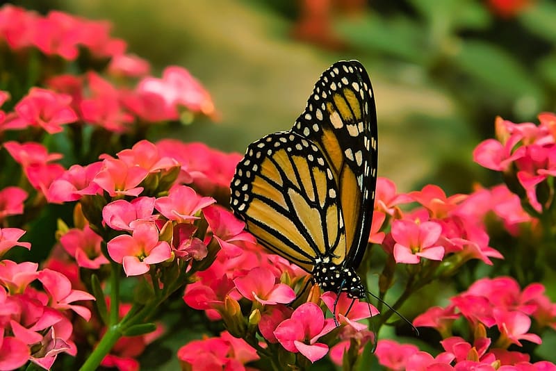 dominant butterfly, rozsaszin, termeszet, szarnyak, viragok, kert, pillango, rovar, uralkodo pillango, rovartan, kozelkep, HD wallpaper