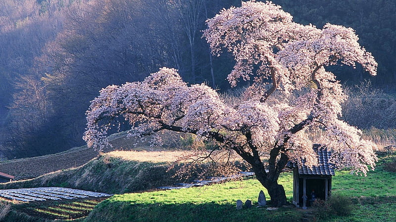 Pink Cherry Blossom Tree Japanese, HD wallpaper