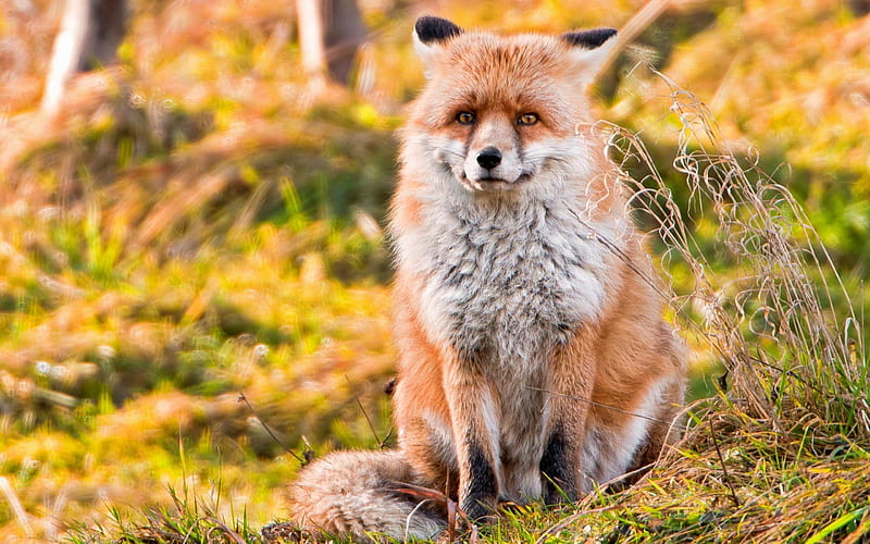 Canidae Fox-animal, HD wallpaper
