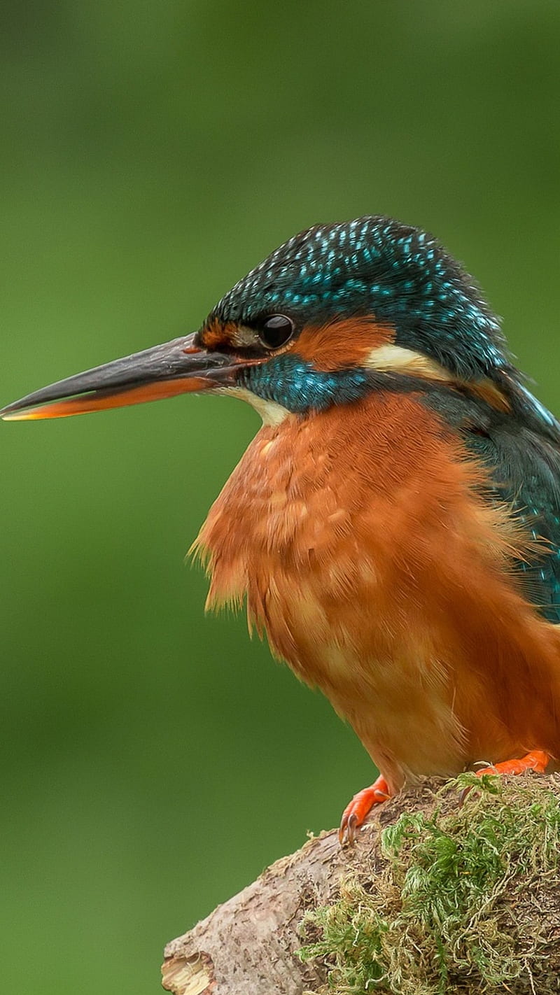 Kingfisher , bird, colorful, long beak, HD phone wallpaper
