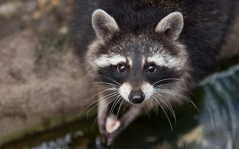 Raccoon, funny animals, close-up, HD wallpaper