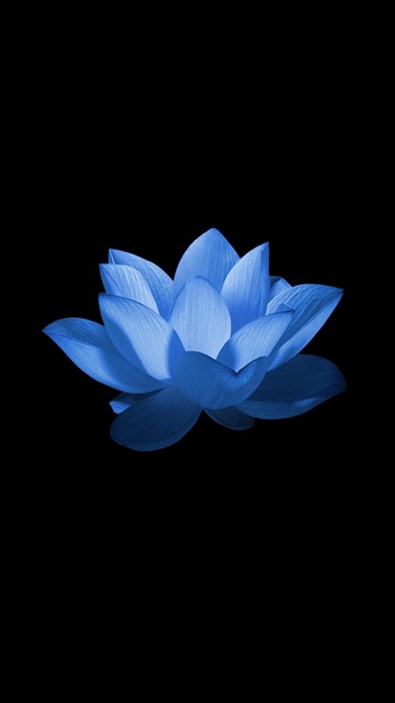 Blue Lotus, flower, HD phone wallpaper