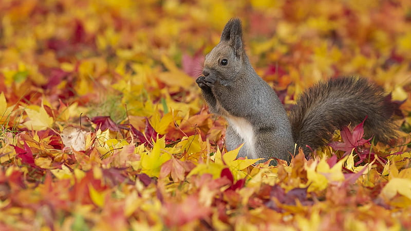 Cute Ash White Squirrel Is Standing On Colorful Dry Leaves Animals, HD  wallpaper | Peakpx