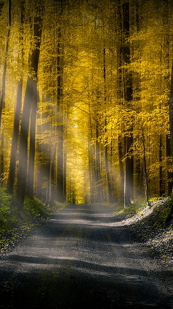 Beautiful forest, asphalt, light, nature, road, sun, tree, yellow, HD phone  wallpaper | Peakpx
