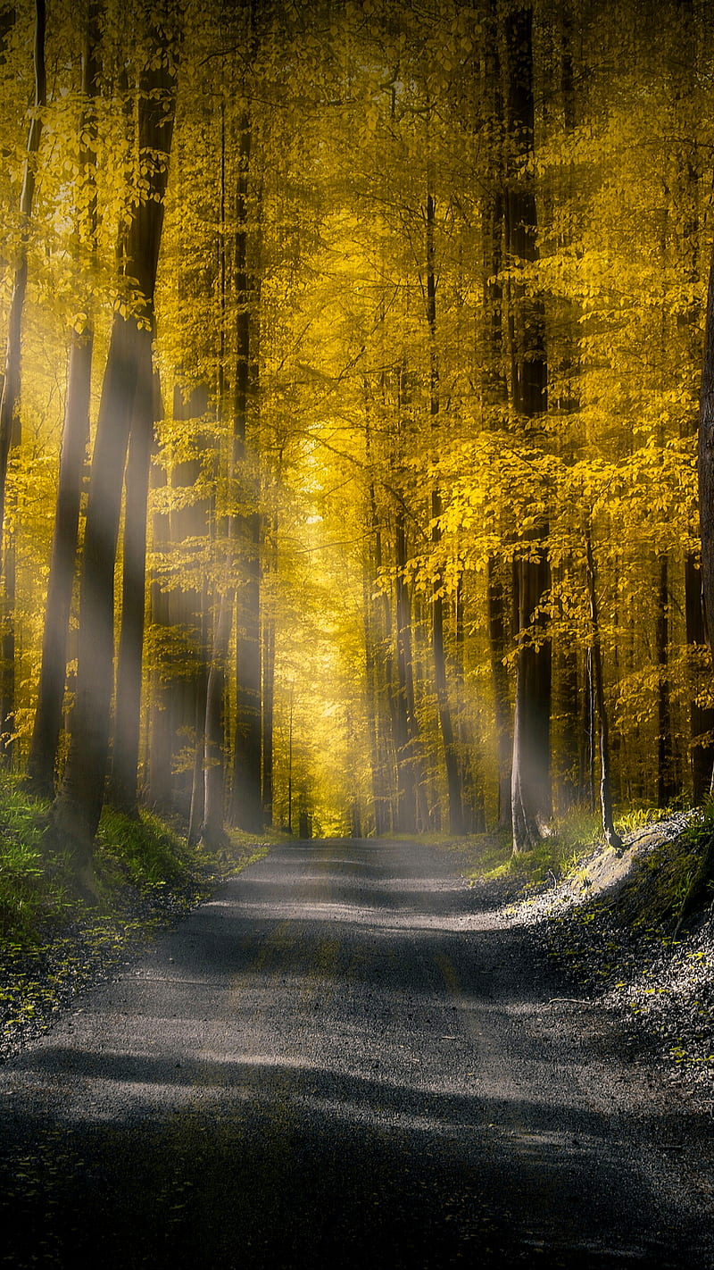 Beautiful forest, asphalt, light, nature, road, sun, tree, yellow, HD phone  wallpaper | Peakpx