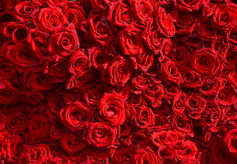 Roses, red, rose, flower, valentine, skin, carpet, card, HD wallpaper