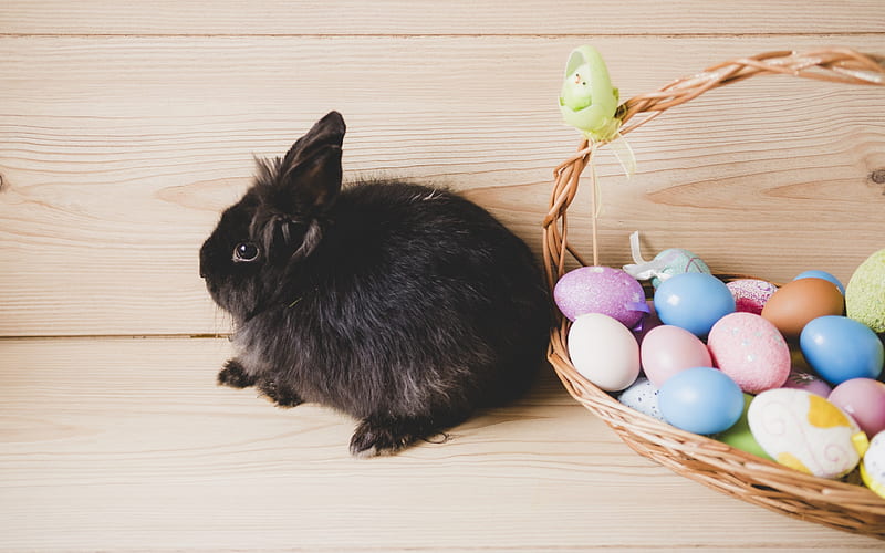 Easter, black little rabbit, easter eggs, decoration, cute animals, HD wallpaper