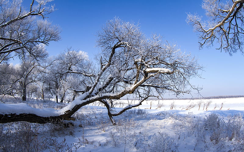 Cold Winter Snow covered grassland scenery, HD wallpaper