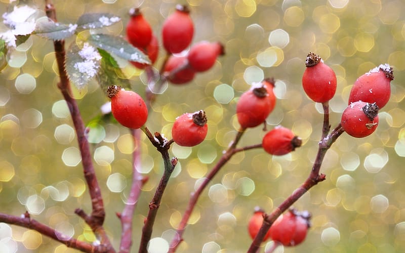 Rosehips at Winter, winter, fruits, red, rosehips, HD wallpaper