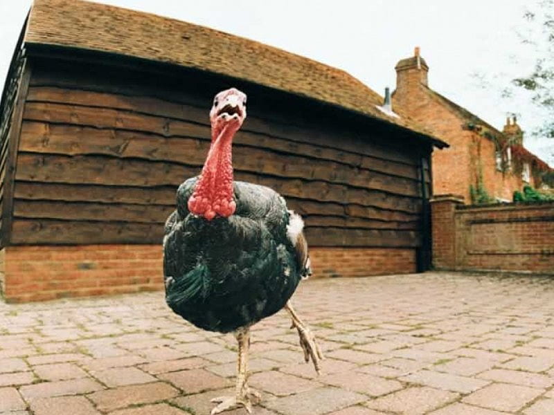 Dancing Turkey, dancing, turkey, paving, barn, HD wallpaper