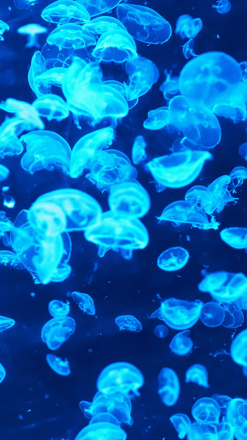 Blue Jellyfish, animal, under water, water, ocean, sea, pattern, HD phone  wallpaper | Peakpx