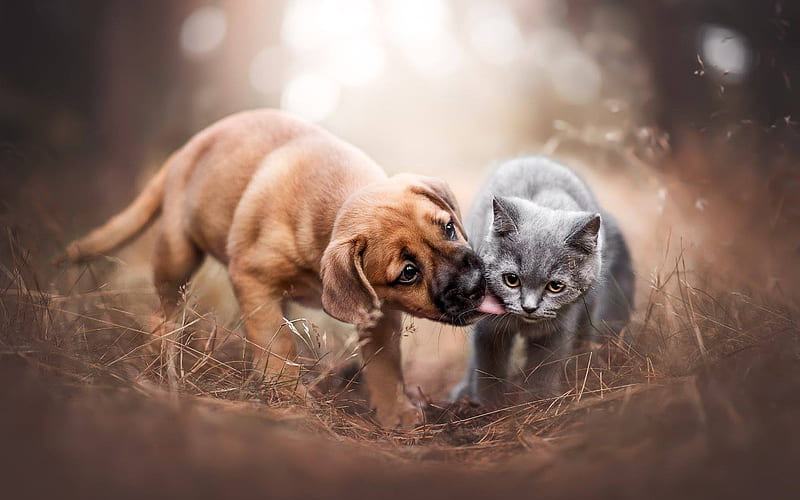 Friends, cat and dog, kitten and puppy, cute animals, HD wallpaper | Peakpx