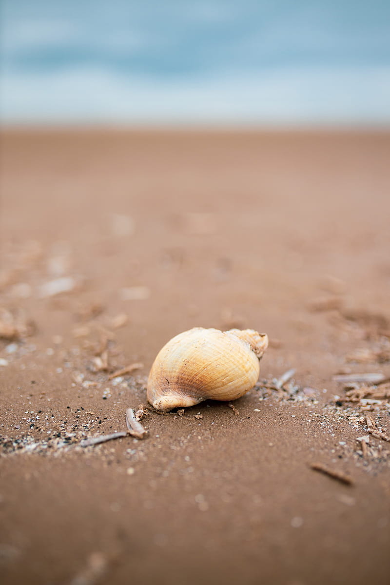 seashell, beach, sand, coast, HD phone wallpaper