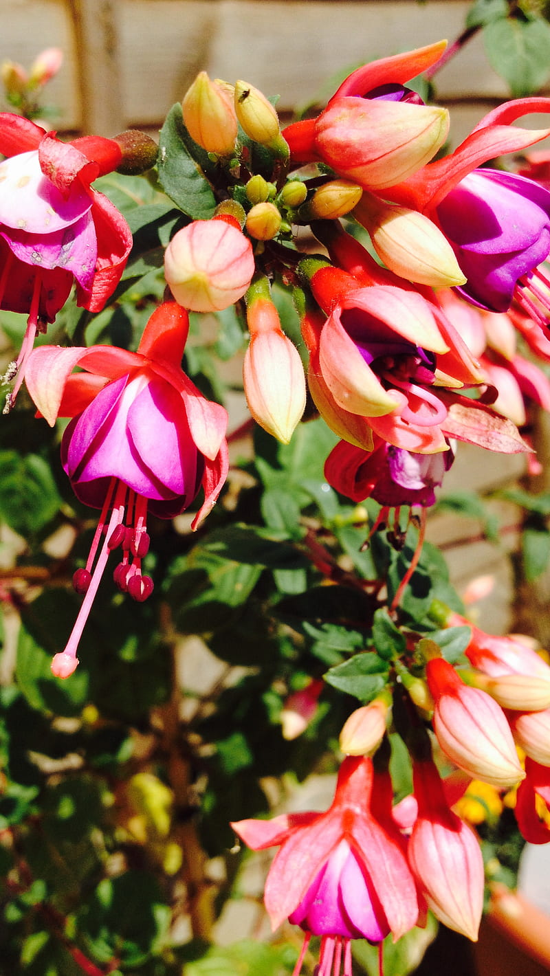 Fuchsia, bright, flower, garden, pink, plants, purple, HD phone wallpaper