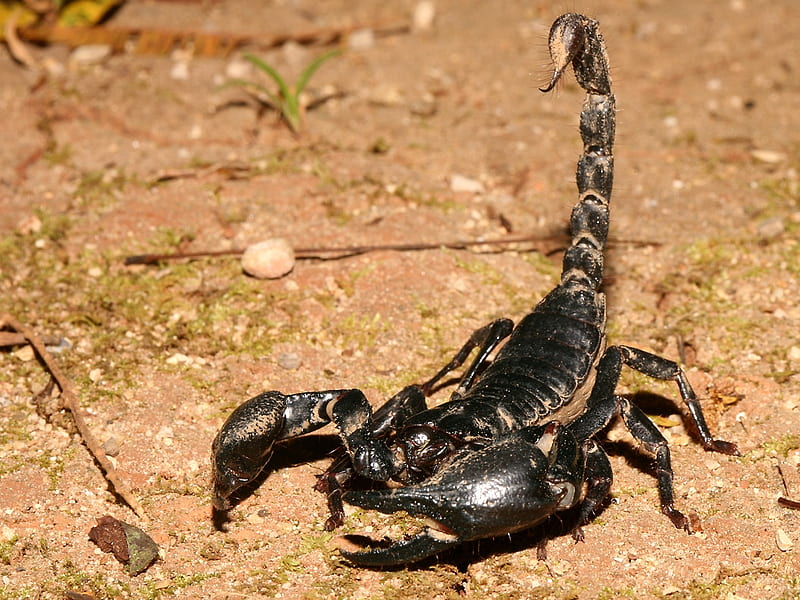 scorpion, animals, insects, HD wallpaper