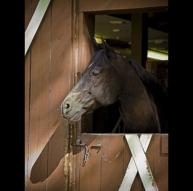 At The Stall Door (Sunset), Barn, Horse, Stall, Sunset, HD wallpaper