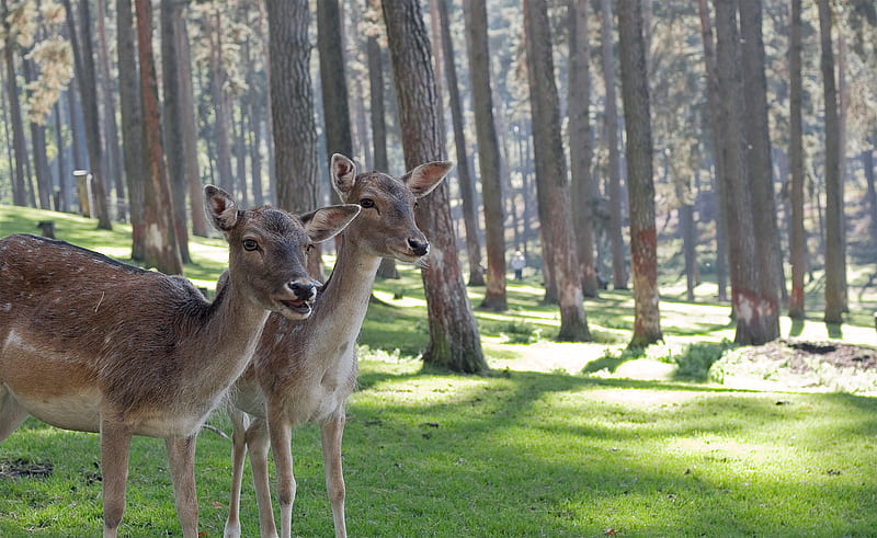 two brown deers in woods, HD wallpaper