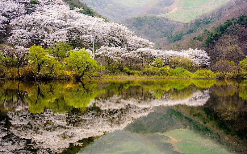 forest, lake, South Korea, cherry, mountain, HD wallpaper