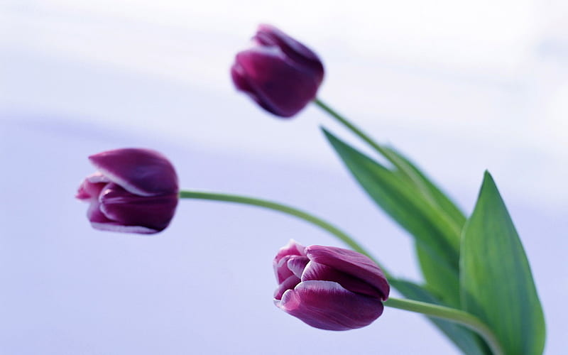 purple tulips, flowers, bonito, tulips, purple, HD wallpaper