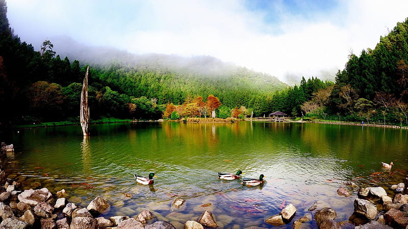 beautiful duck pond, pond, forest, rocks, mountains, dicks, fog, HD wallpaper