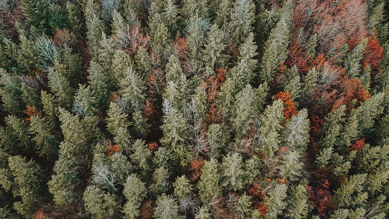 Lush mixed forest in autumn season, HD wallpaper