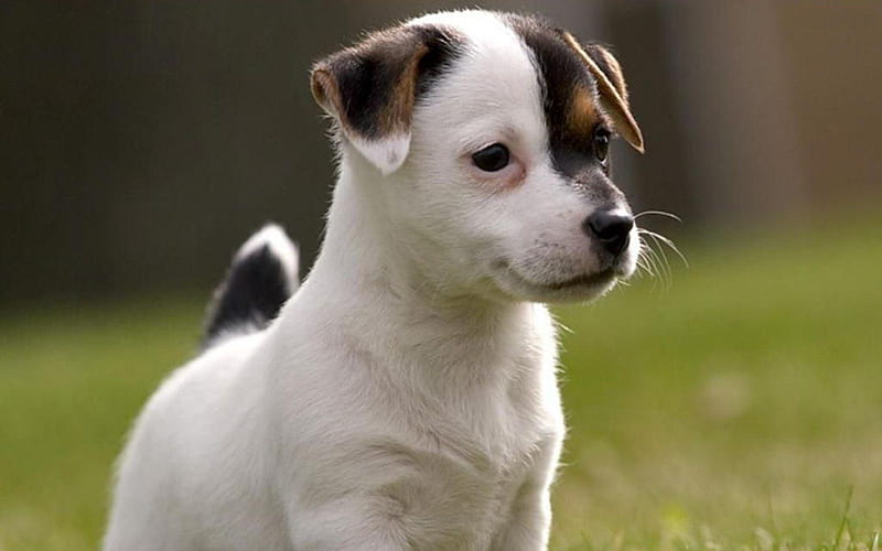 My name is Martin, cute, pet, puppi, loyal, dog, HD wallpaper