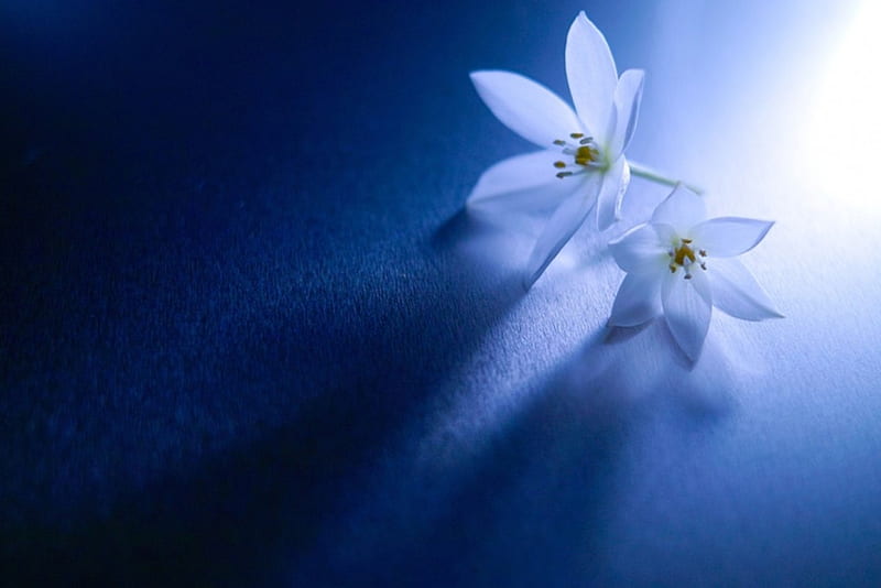 Always I am with you, flower, always, flowers, blue, HD wallpaper | Peakpx