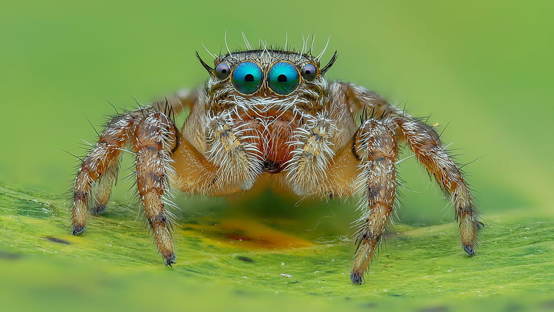 Jumping Spider With Green Background Animals, HD wallpaper