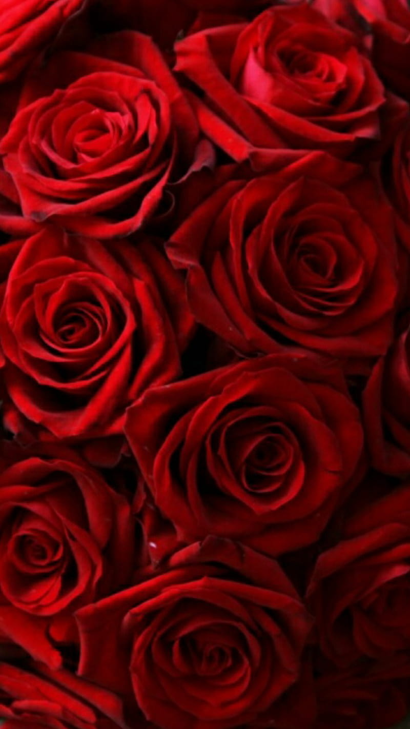 Red Roses, bonito, flowers, HD phone wallpaper | Peakpx
