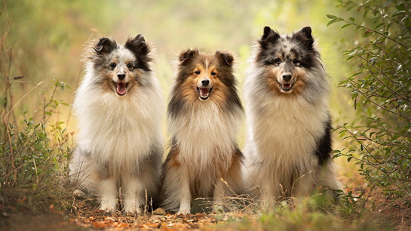 Dog Pet Shetland Sheepdog Dogs, HD wallpaper