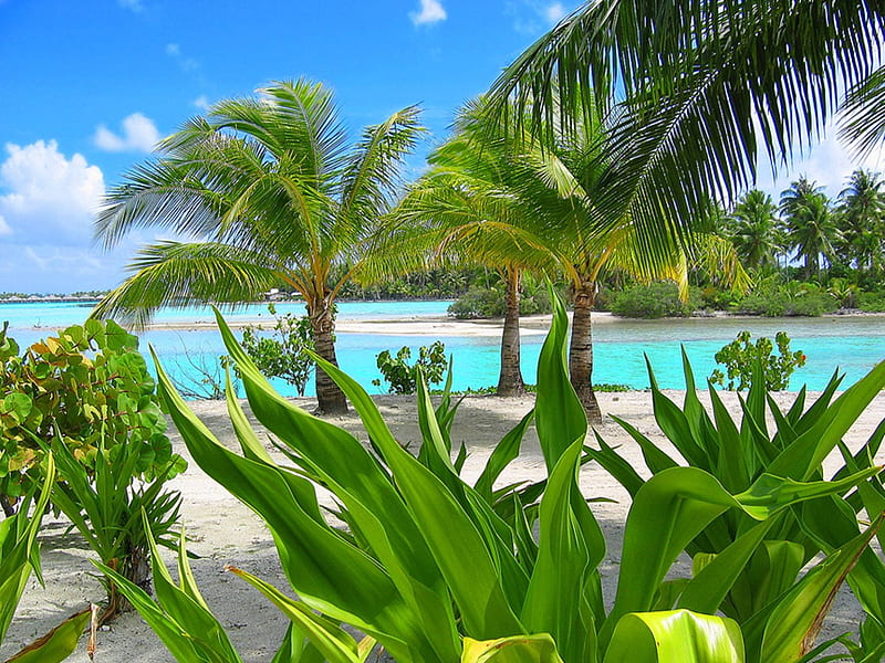 Bora Bora Resort South Polynesia, sea, atoll, palm trees, beach, lagoon, sand, Bora Bora, south polynesia, south pacific, luxury, blue, exotic, holiday, ocean, paradise, plants, island, tahiti, tropical, HD wallpaper